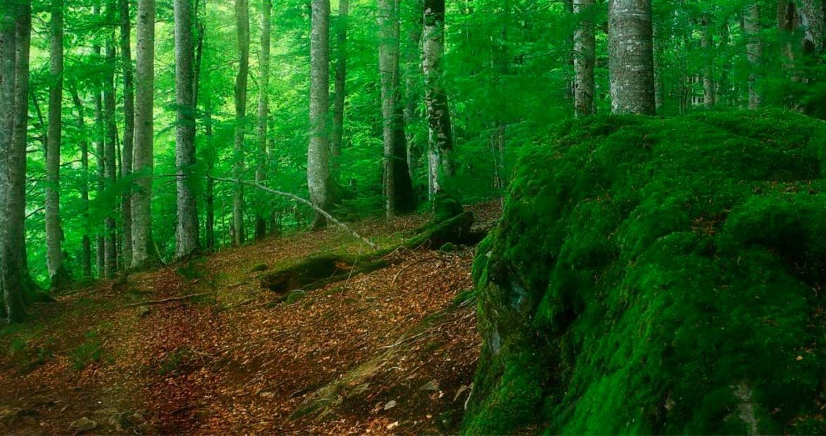 Nuevas carabinas y pistolas Gamo - [2019]